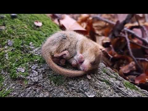 Hazel dormouse Muscardinus avellanarius snoring, Poland (Palearctic Realm)