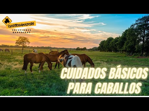 Cuidados básicos para caballos