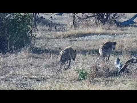 Djuma: One Hyena is joined by two others over time - 06:56 - 09/05/21