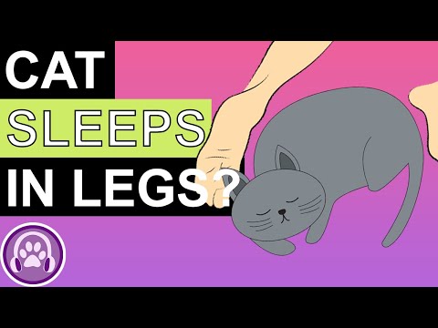 Why Does My Cat Sleep Between My Legs?
