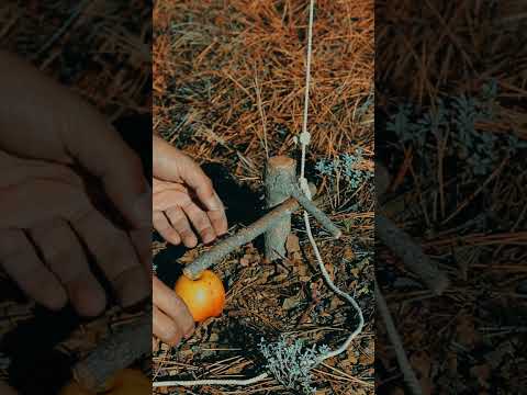 Survival Traps #bushcraft #survival #outdoors #trap