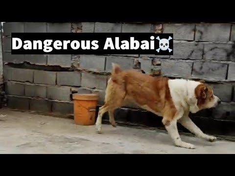 Max is one of the largest and most dangerous Alabai😱