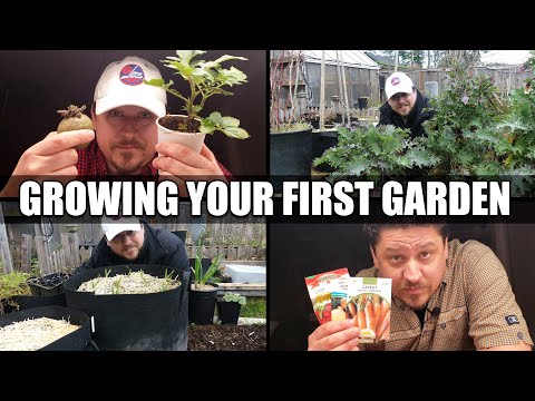 Strawberry Plant Revival Make More And More Strawberry Plants