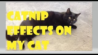 What Does Catnip Do to Cats? Catnip Funny || mrcreativequarter