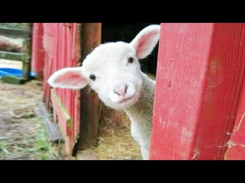 Quand Dieu vous envoie un animal très drôle