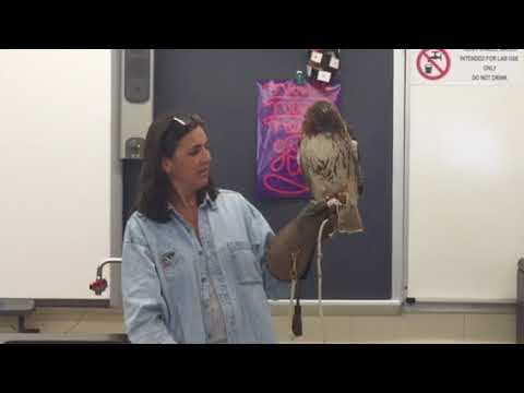 Red tailed hawk