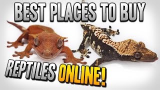 Best Places To Buy Reptiles Online! 2021