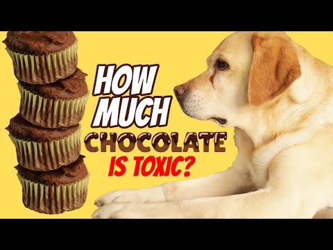 How Much Chocolate Can Kill Your Dog?