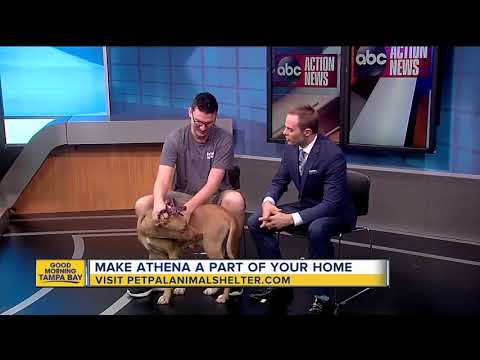 Pet of the week: 2-year-old Athena is a large dog ready to be pampered by a family