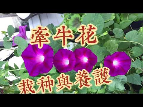 牽牛花風水
