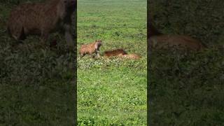 Lion King Dares Circling Hyenas & Jackals #ngorongoro #ngorongorocrater #tanzania #safari