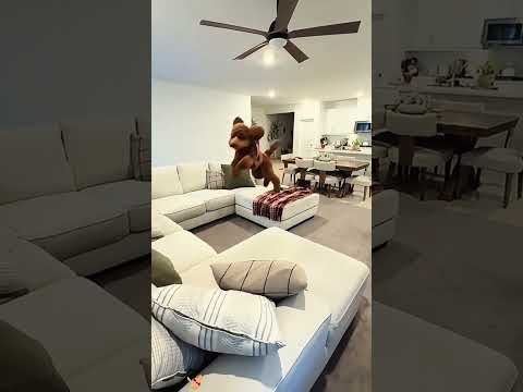 The Most Hilariously Cute Dog#funnydogs#cute#doglover#FunnyCuteDog#AdorablePuppy#FunnyCuteDog