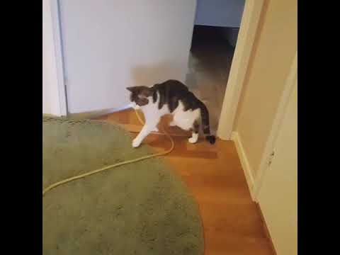 Cat Bends Body and Walks Weirdly While Holding String in Mouth - 1096224