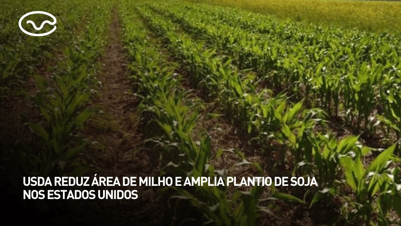 USDA reduz área de milho e amplia plantio de soja nos Estados Unidos