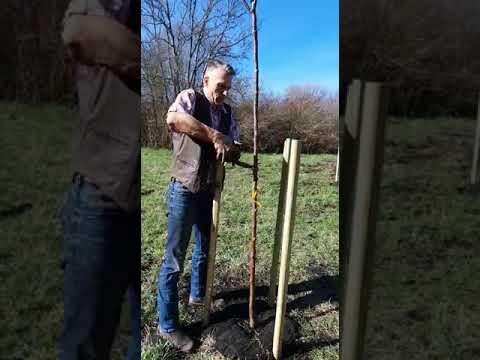 Bäume binden -  Befestigung am Pfahl by Arche Denys