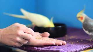 How to Get an Adult Budgie's Trust : Bird Care & Training