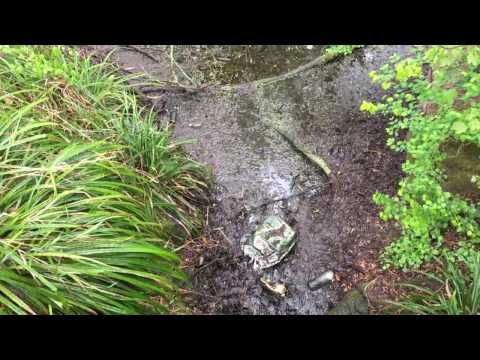 Max Mehoni & Bungalow - Bös