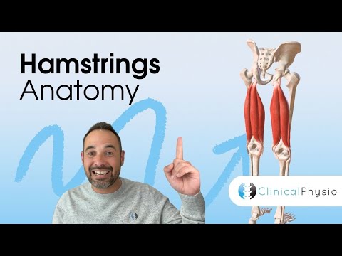 Clinical Anatomy of the Hamstrings | Expert Physio Review