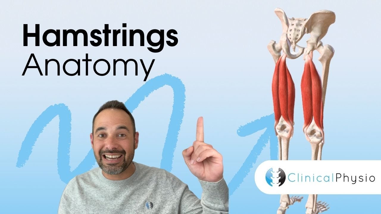 Clinical Anatomy of the Hamstrings | Expert Physio Review