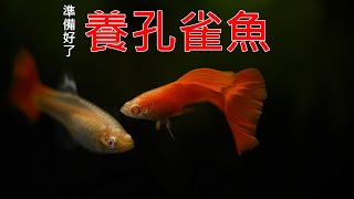 準備好了 養孔雀魚 | 希望可以生到爆 | add FULL RED GUPPY FISH