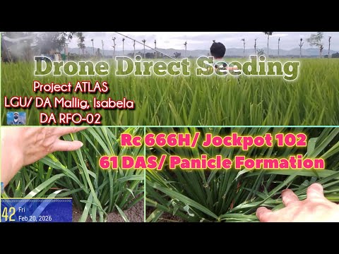 Panicle Formation| Benefits of Earthworm in Panicle Initiation, Formation to Booting| 