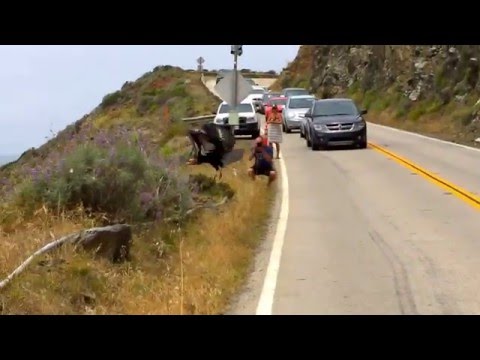 California Condor Takes Flight at Big Sur