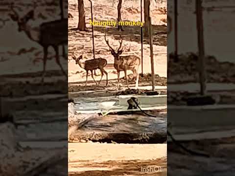 # Naughty monkey #Naughty monkeys swimming with deers in water