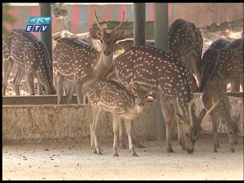 চিত্রা হরিণের দেখা মেলে সুন্দরবনে