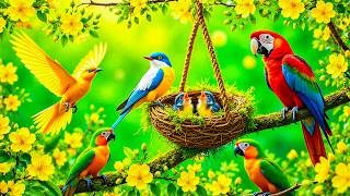 ☀️ Relaxing Piano & Birdsongs | Gentle River Sounds for Peaceful Relaxation & Study