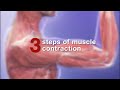 Visible Body Learn How Does A Muscle Contract