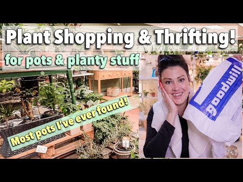 Pots $1.99! Thrifting & Plant Shopping Planters & Houseplants - Charlotte, NC - Thrift Shop With Me