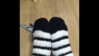 animale pasarica amuzanta