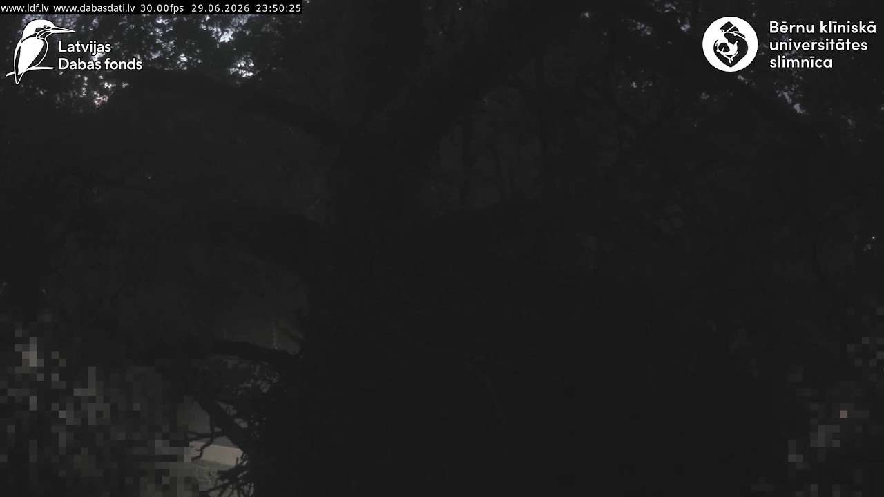 Live webcam view of Goshawk Nest in Old Pine