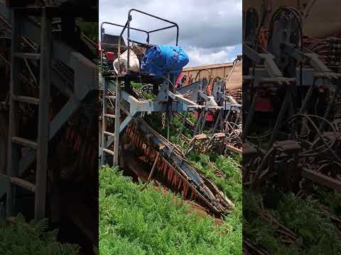 colheita mecanizada cenoura. São Gotardo MG Brasil. #agro #colheitamecanizada #colhedoras #cenoura