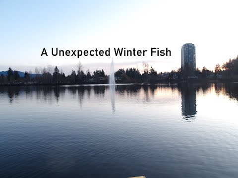 A Unexpected Winter Fish