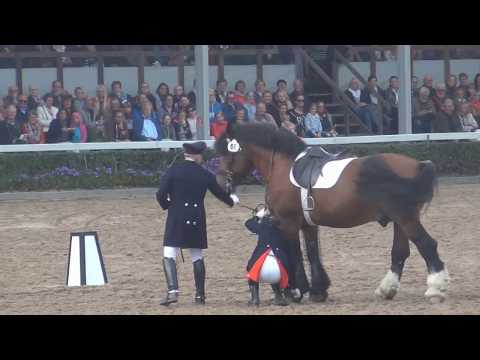 Hengstparade Warendorf 2017 - Hohe Schule