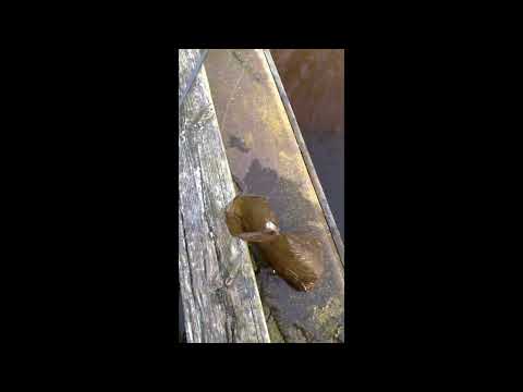 MAISIŅS VAJAG? ☢️☢️☢️