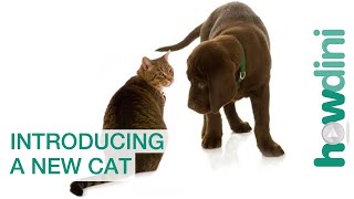 Tips to introducing a new cat to other cats and dogs