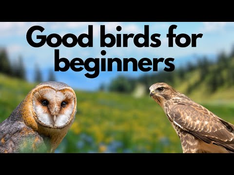 The best birds of prey for beginners (in my opinion) - Falconry Basics
