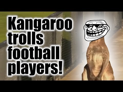 Kangaroo trolls football players in Australia!