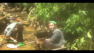 4   Collecting guppies