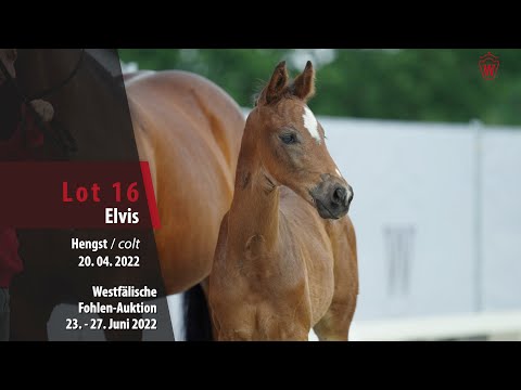 Fohlen-Auktion Lot 16 Elvis Hengst v. Ellis - Lord Carnaby