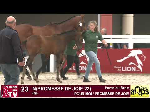 Lot 23 : N(Promesse de joie 22) Show AQPS Ouest 2022
