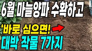 마늘양파 수확자리 6월에 심는 작물 7가지! 이때 심어야 대박납니다
