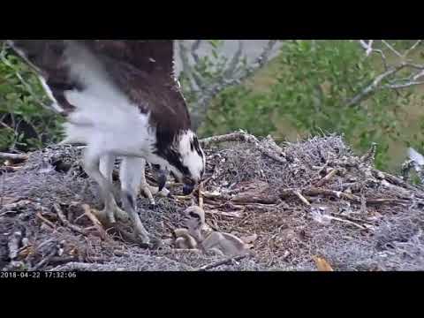 Osprey delivers a flapping fish to the chicks...oops 4/22/18