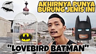 Download lagu AKHIRNYA PUNYA LOVEBIRD BATMAN !!! NAMANYA 'DIEGO' !!! mp3 Download lagu AKHIRNYA PUNYA LOVEBIRD BATMAN !!! NAMANYA 'DIEGO' !!! mp3