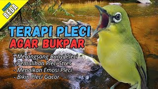 Download lagu Semua Pleci Pasti Langsung Ikut Bunyi Ngalas - Terapi Pleci Agar Buka Paruh mp3