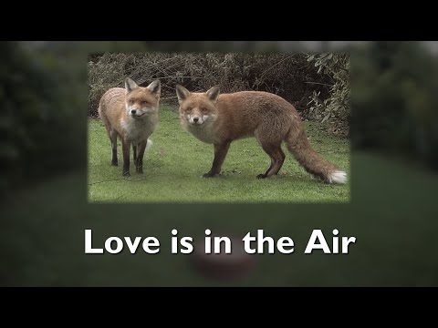 Love is in the Air