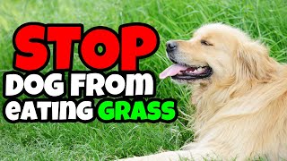 Your Dog Eating Grass? Try This to Stop It