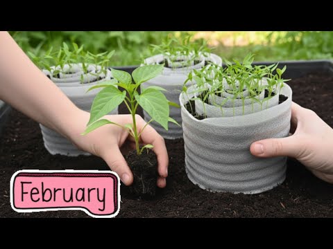 Fast growing of seedlings in February - saving space and excellent results!